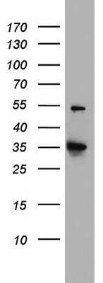 Western Blot: HADH Antibody (OTI3D12)Azide and BSA Free [NBP2-70875]