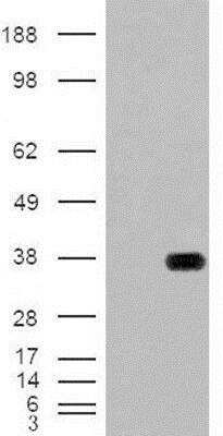 Western Blot: HADH Antibody [NB100-77343]