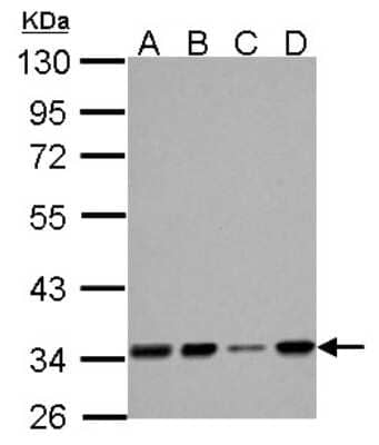 Western Blot: HADH Antibody [NBP2-16776]