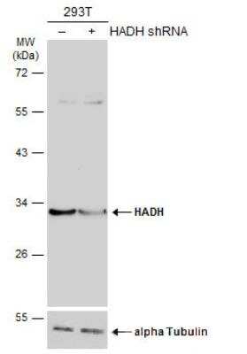 Western Blot: HADH Antibody [NBP2-16776]