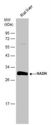 Western Blot: HADH Antibody [NBP2-16777]