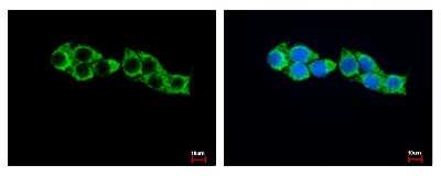 Immunocytochemistry/ Immunofluorescence: HADHA Antibody [NBP1-33588]