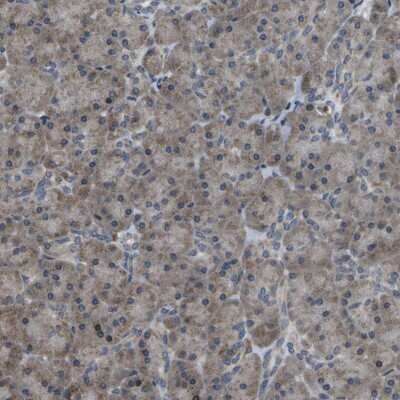 Immunohistochemistry-Paraffin: HADHA Antibody [NBP1-83387]