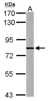 Western Blot: HADHA Antibody [NBP1-33588]