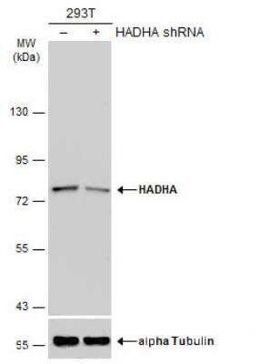 Western Blot: HADHA Antibody [NBP1-33588]