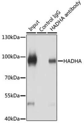 Western Blot: HADHA AntibodyBSA Free [NBP3-03743]