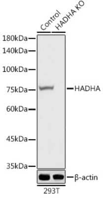 Western Blot: HADHA AntibodyBSA Free [NBP3-03743]