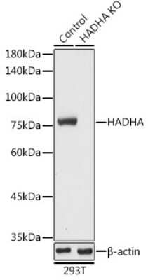 Western Blot: HADHA AntibodyBSA Free [NBP3-05065]