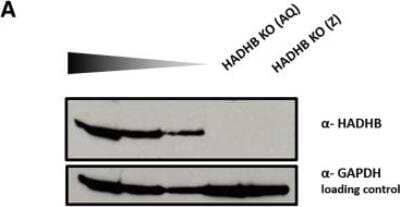 Knockout Validated: HADHB Antibody [NBP1-82609]