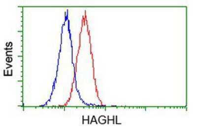 Flow Cytometry: HAGHL Antibody (OTI3H2) [NBP2-00472]