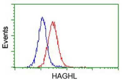 Flow Cytometry: HAGHL Antibody (OTI3H2) [NBP2-00472]