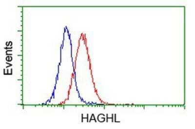 Flow Cytometry: HAGHL Antibody (OTI3H2) - Azide and BSA Free [NBP2-72283]