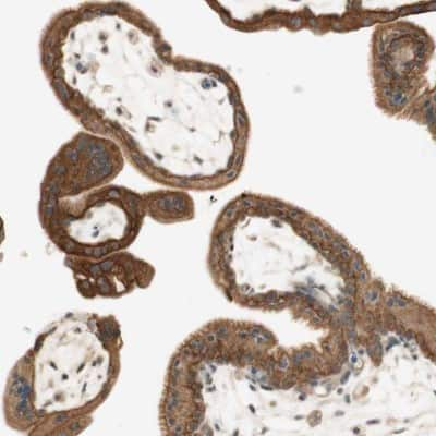 Immunohistochemistry-Paraffin: HAI-2/SPINT2 Antibody [NBP1-83299]