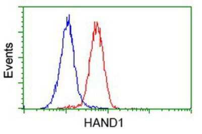 Flow Cytometry: HAND1 Antibody (OTI1G10) [NBP2-00576]