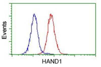 Flow Cytometry: HAND1 Antibody (OTI1G10) [NBP2-00576]