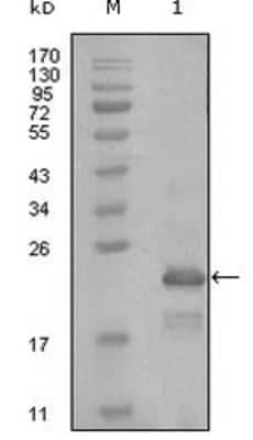 Western Blot: HAND1 Antibody (8E7A11)BSA Free [NBP1-51547]