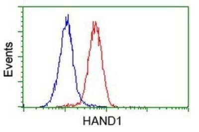 Flow Cytometry: HAND1 Antibody (OTI1G10) - Azide and BSA Free [NBP2-71459]