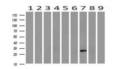 Western Blot: HAND1 Antibody (OTI1G10)Azide and BSA Free [NBP2-71459]