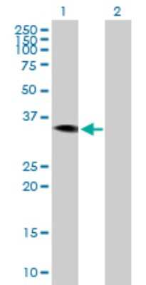 Western Blot: HAO2 Antibody [H00051179-B01P]