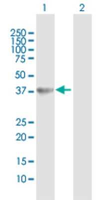 Western Blot: HAO2 Antibody [H00051179-D01P]