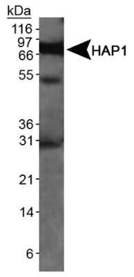 Western Blot: HAP1 Antibody (1B6)Azide and BSA Free [NBP2-80758]