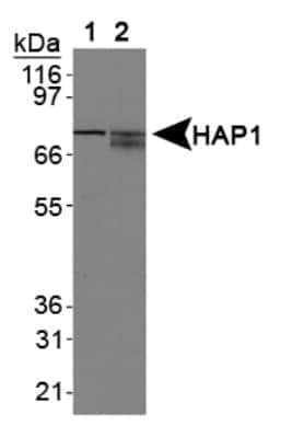 Western Blot: HAP1 Antibody (1B6) [NB110-74569]