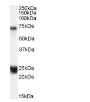 Western Blot: HAP1 Antibody [NB100-55413]