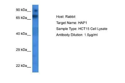 Western Blot: HAP1 Antibody [NBP2-86663]