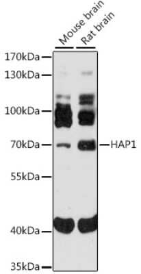 Western Blot: HAP1 AntibodyAzide and BSA Free [NBP3-04561]