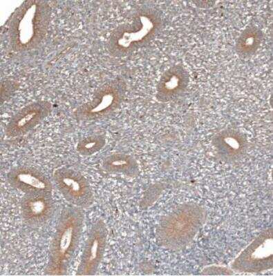 Immunohistochemistry-Paraffin: HAP40 Antibody [NBP2-54731]