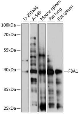 Western Blot: HAP40 AntibodyAzide and BSA Free [NBP3-02964]