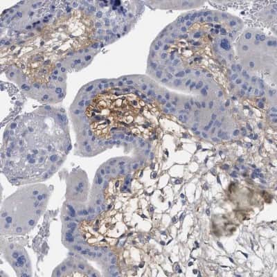 Immunohistochemistry-Paraffin: HAPLN1 Antibody [NBP1-84376]