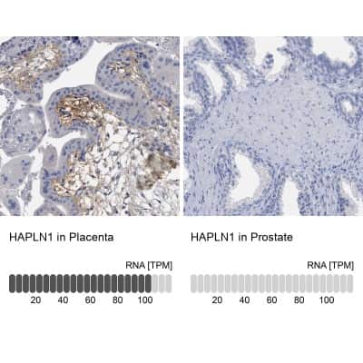 Immunohistochemistry-Paraffin: HAPLN1 Antibody [NBP1-84376]