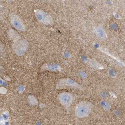 Immunohistochemistry-Paraffin: HAPLN1 Antibody [NBP1-84376]