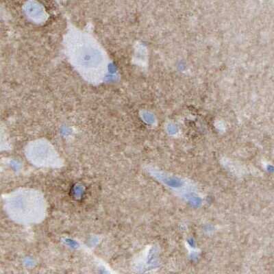 Immunohistochemistry-Paraffin: HAPLN1 Antibody [NBP1-85443]