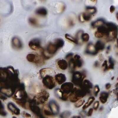 Immunohistochemistry-Paraffin: HAPLN1 Antibody [NBP1-85443]