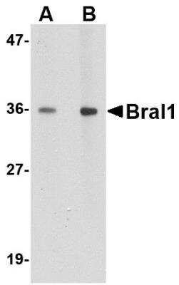 Western Blot: HAPLN2 AntibodyBSA Free [NBP1-77322]