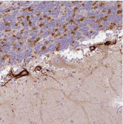 Immunohistochemistry: HAPLN4 Antibody [NBP2-30967]