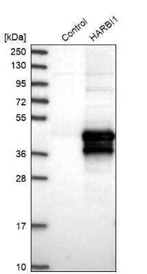 Western Blot: HARBI1 Antibody [NBP1-88384]