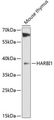 Western Blot: HARBI1 AntibodyAzide and BSA Free [NBP3-04695]