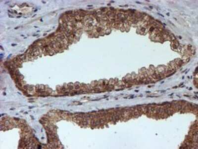 Immunohistochemistry-Paraffin: HARS2 Antibody (OTI5H2) [NBP2-01425]
