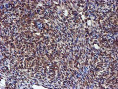 Immunohistochemistry-Paraffin: HARS2 Antibody (OTI5H2) [NBP2-01425]