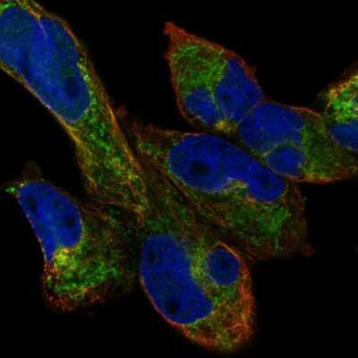 Immunocytochemistry/ Immunofluorescence: HAUS3 Antibody [NBP2-57796]