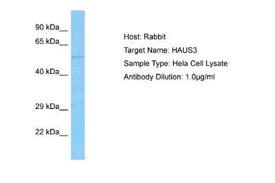 Western Blot: HAUS3 Antibody [NBP2-85030]