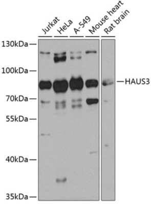 Western Blot: HAUS3 AntibodyBSA Free [NBP3-05007]