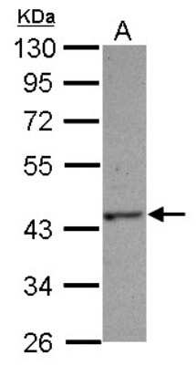 Western Blot: HAUS4 Antibody [NBP2-16783]