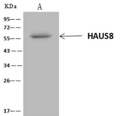 Immunoprecipitation: HAUS8 Antibody [NBP3-12653]
