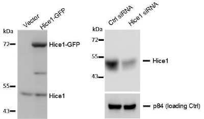 Western Blot: HAUS8 Antibody [NBP2-42849]