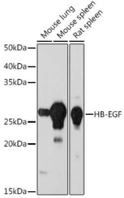 Western Blot: HB-EGF Antibody (9C2M6) [NBP3-15422]