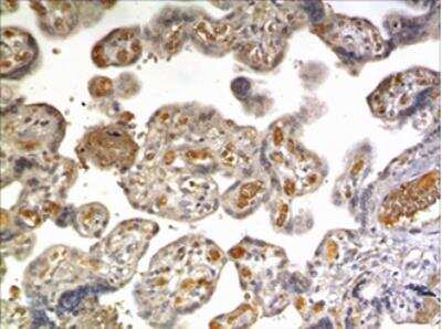 Immunohistochemistry-Paraffin: HB-EGF Antibody (MM0324-3R44) - Azide and BSA Free [NBP2-12352]